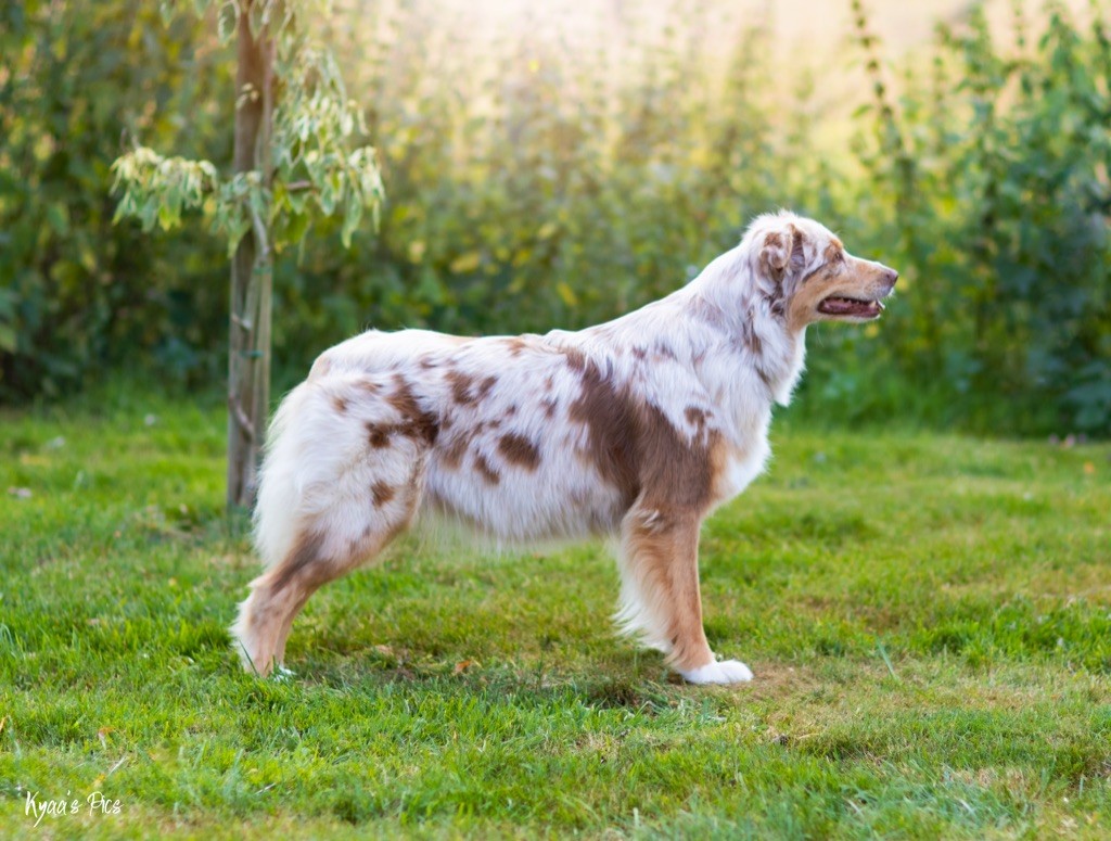 Nikita de la vigne des opalheras