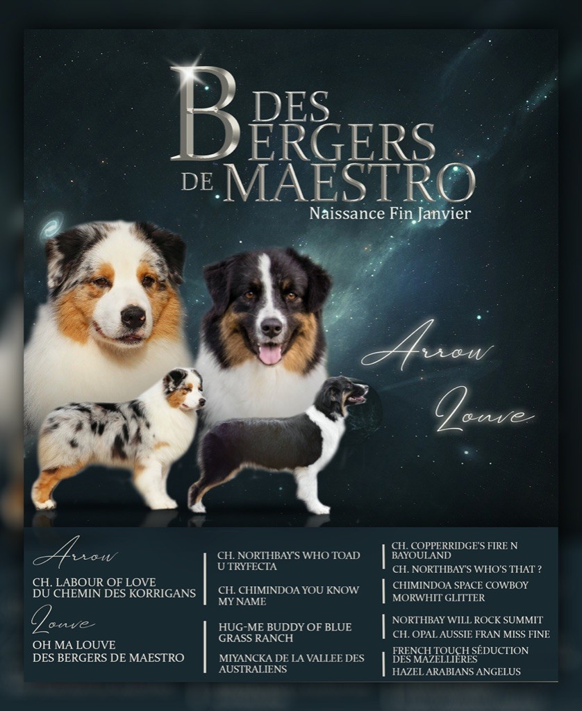 Des Bergers De Maestro - Berger Australien - Portée née le 01/02/2021