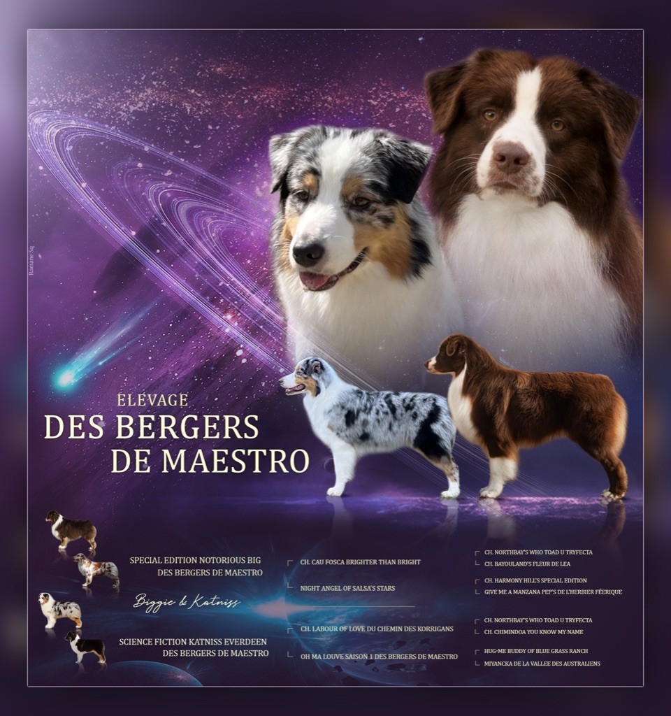 chiot Berger Australien Des Bergers De Maestro