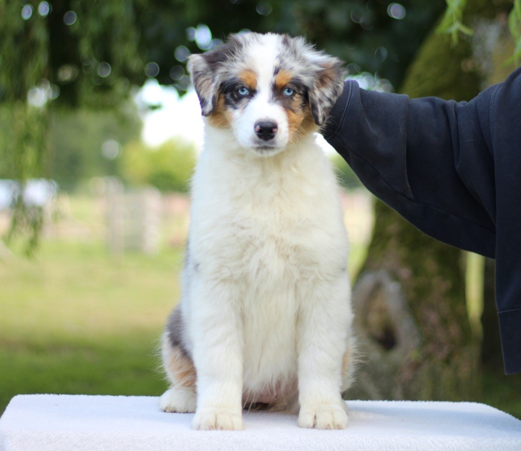 Des Bergers De Maestro - Chiot disponible  - Berger Australien