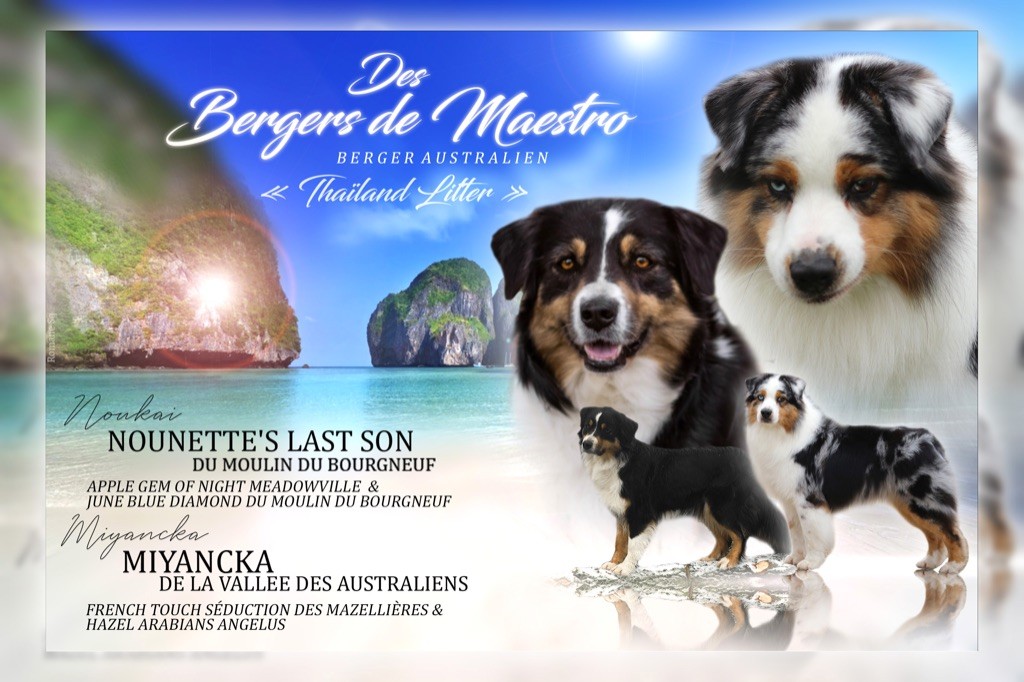 chiot Berger Australien Des Bergers De Maestro