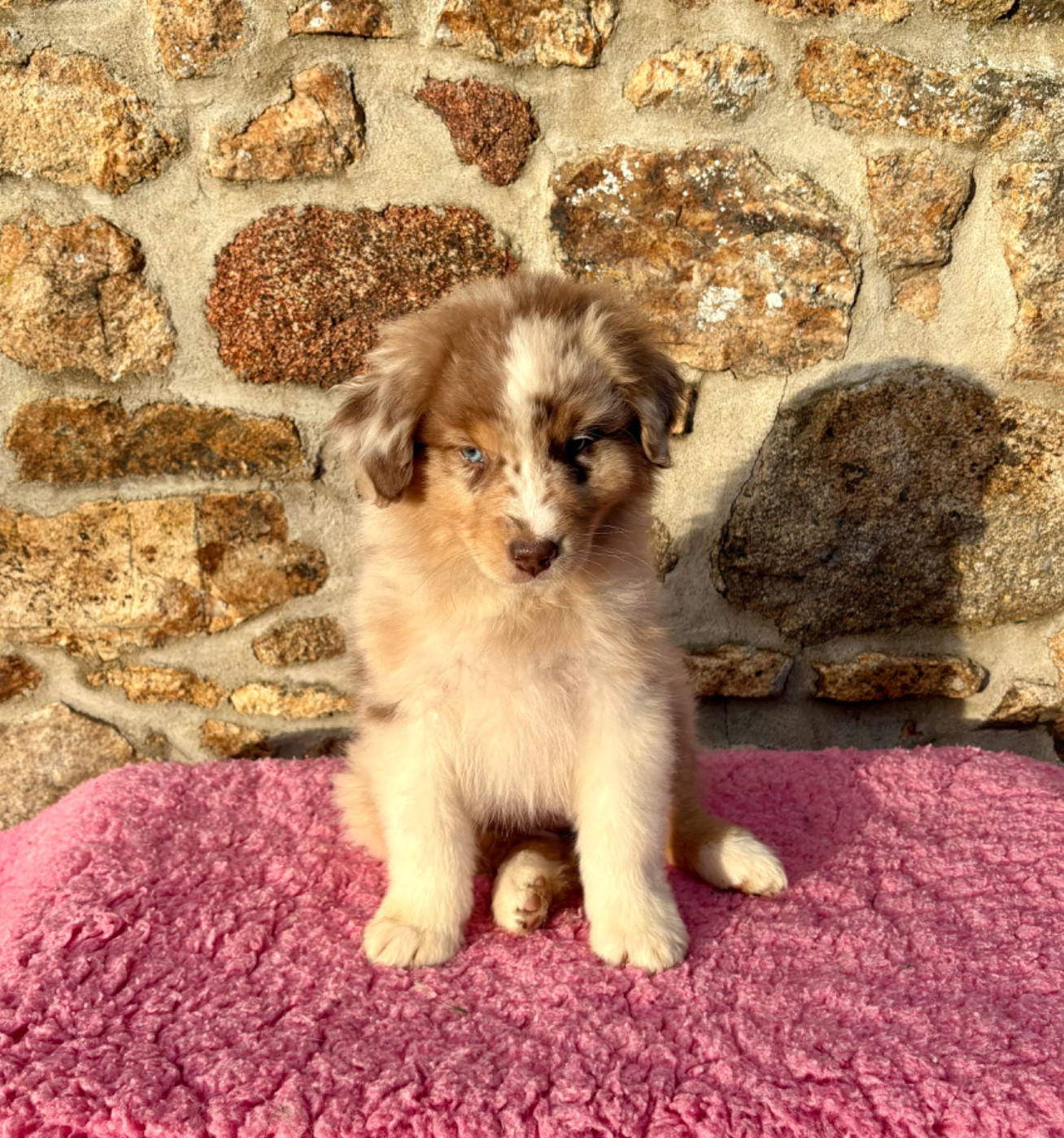 Des Bergers De Maestro - Chiots disponibles - Berger Australien