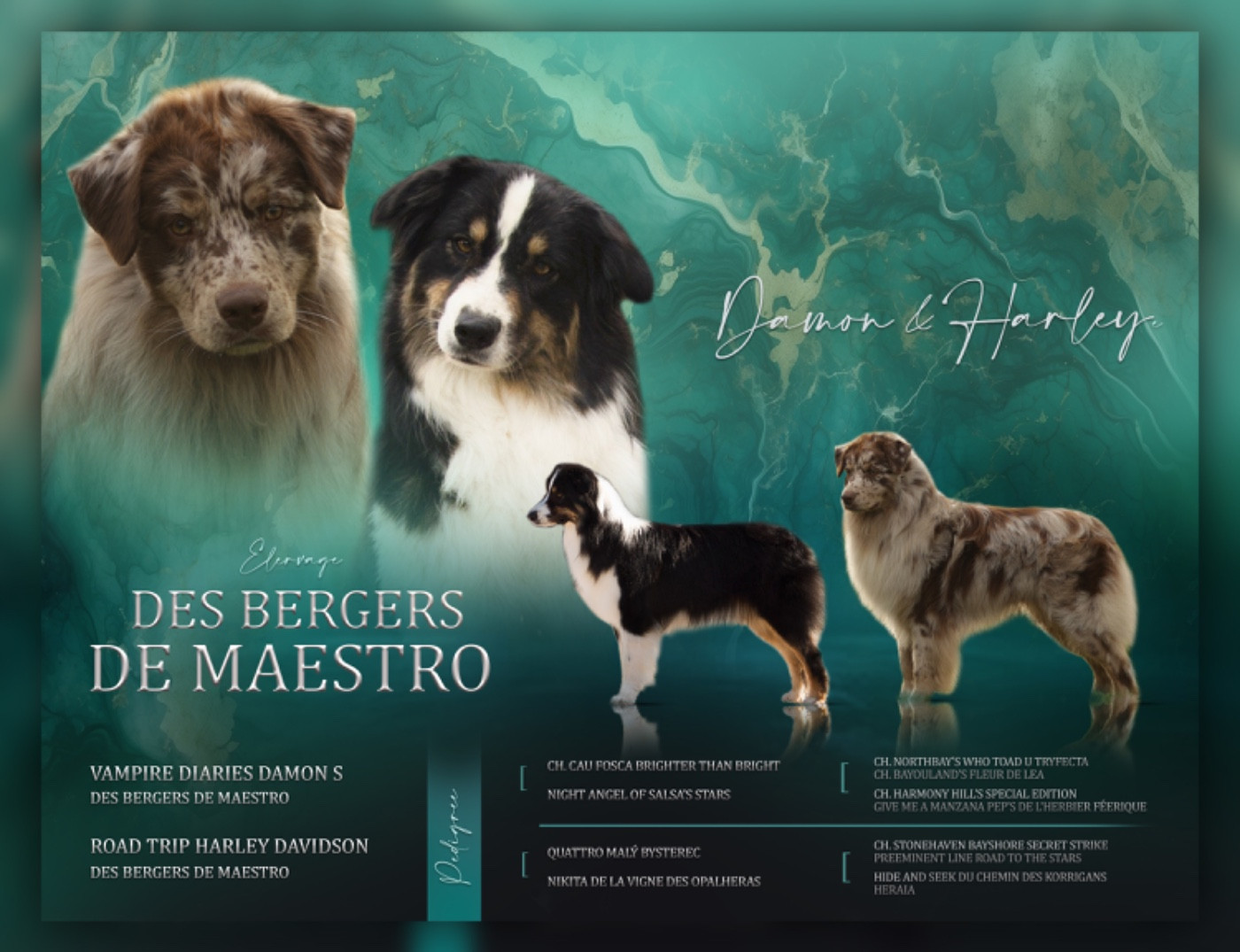 Chiot Berger Australien Des Bergers De Maestro