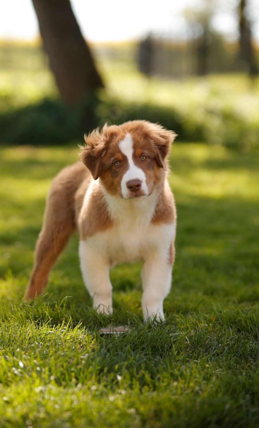 Des Bergers De Maestro - Chiots disponibles - Berger Australien