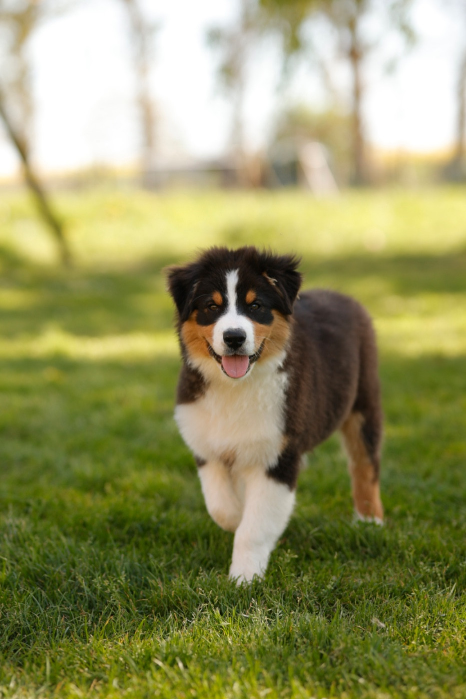 Des Bergers De Maestro - Chiots disponibles - Berger Australien