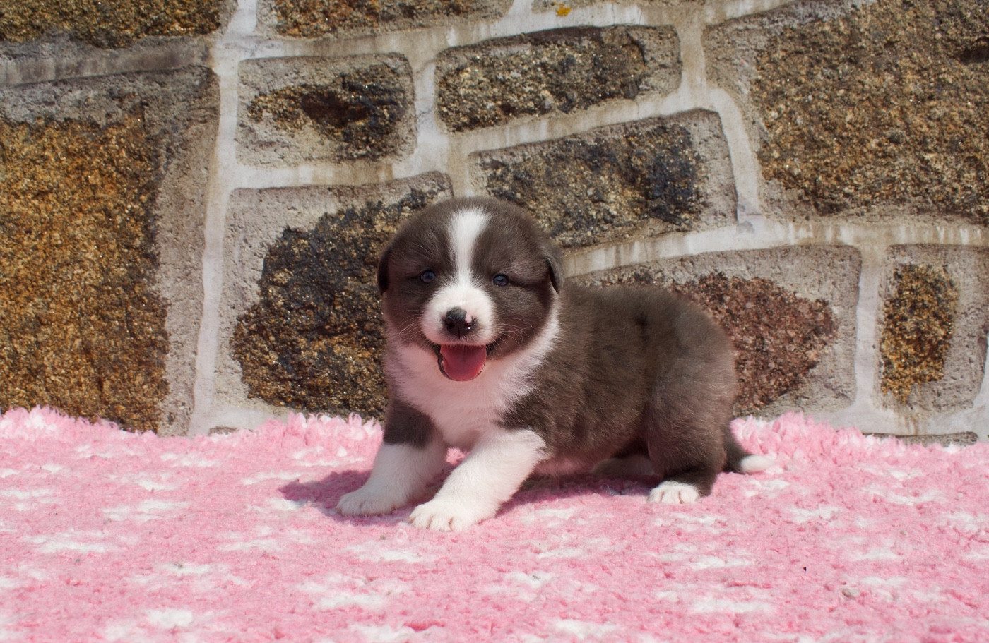 Des Bergers De Maestro - Chiots disponibles - Berger Australien