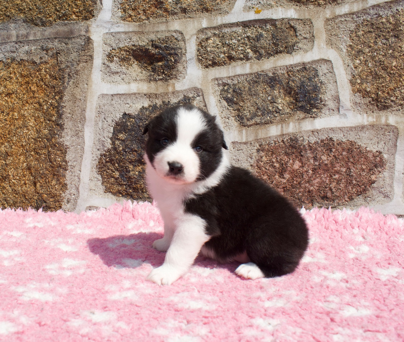 Des Bergers De Maestro - Chiots disponibles - Berger Australien