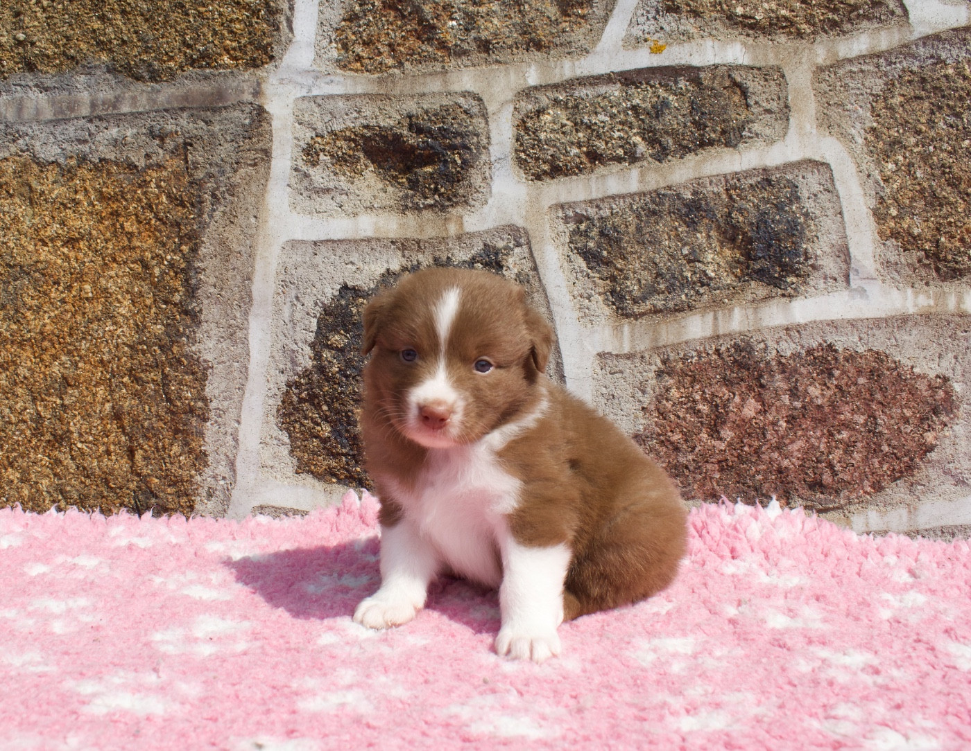 Des Bergers De Maestro - Chiots disponibles - Berger Australien