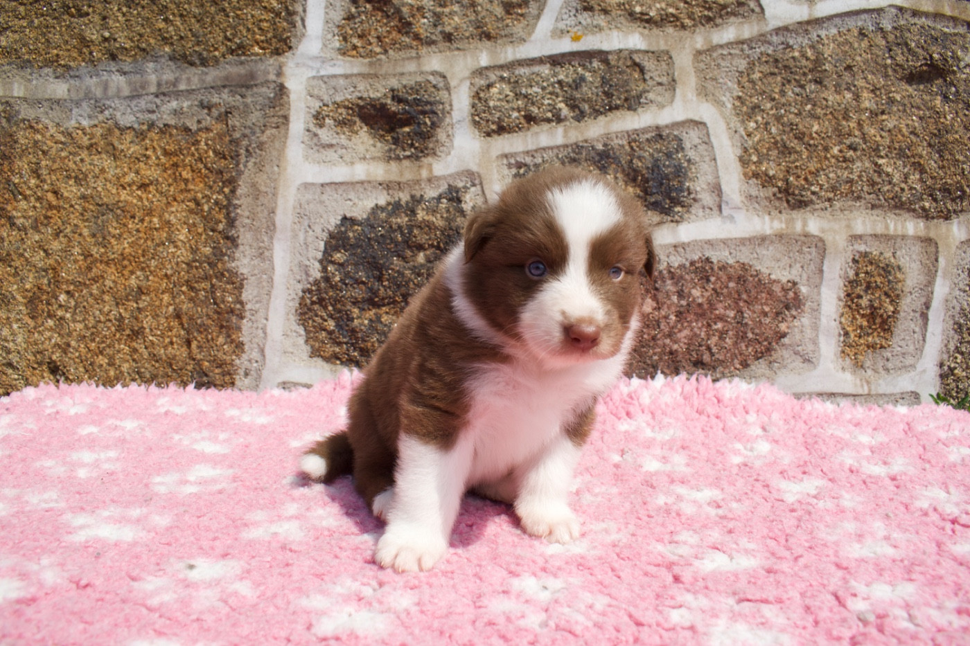 Des Bergers De Maestro - Chiots disponibles - Berger Australien