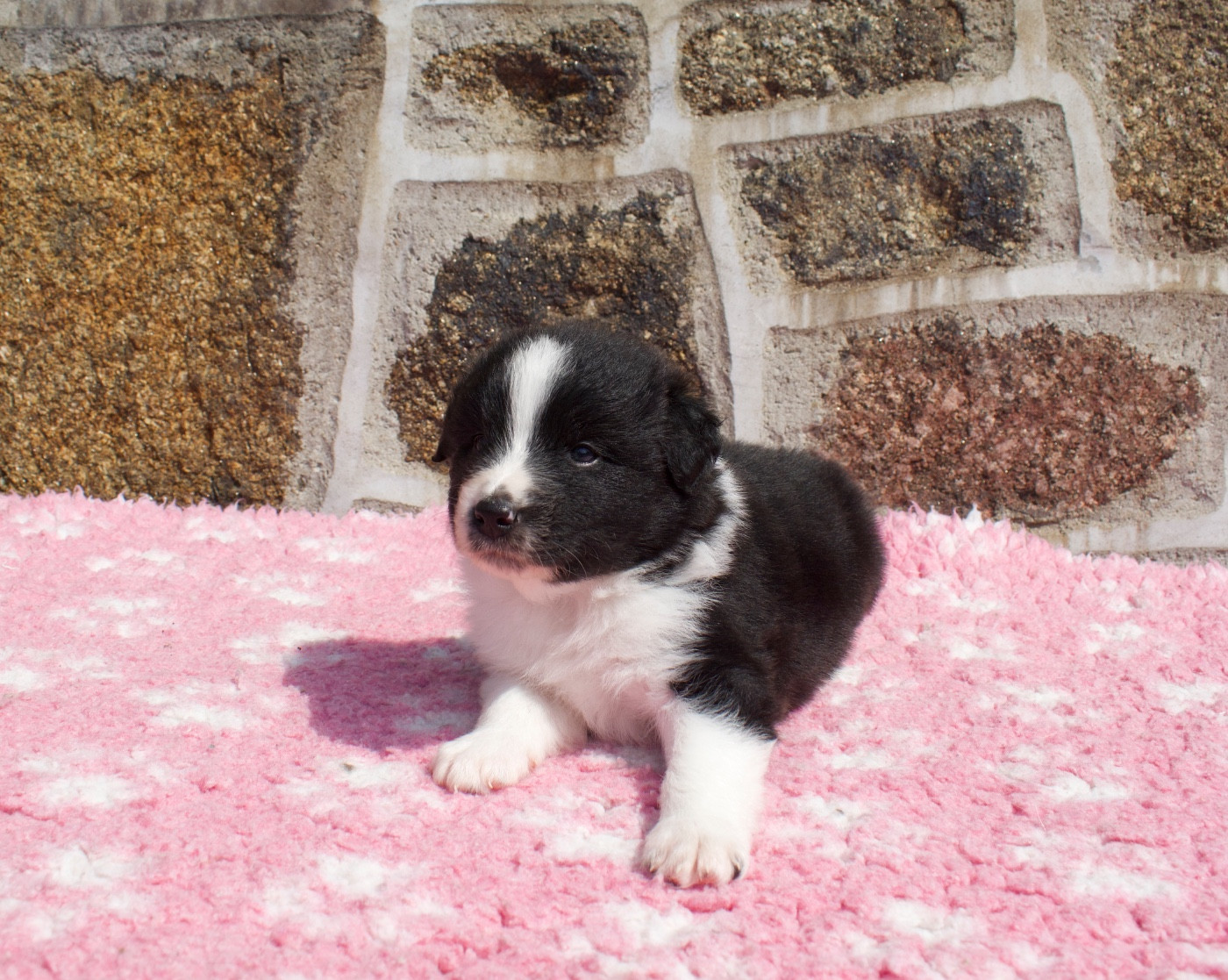 Des Bergers De Maestro - Chiots disponibles - Berger Australien