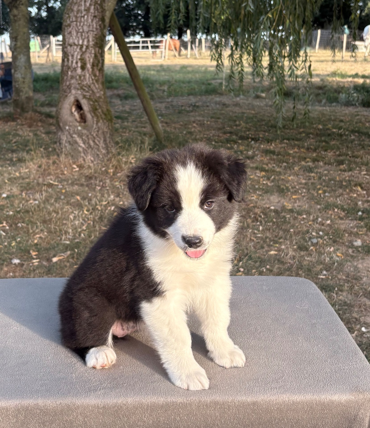 Des Bergers De Maestro - Chiots disponibles - Berger Australien