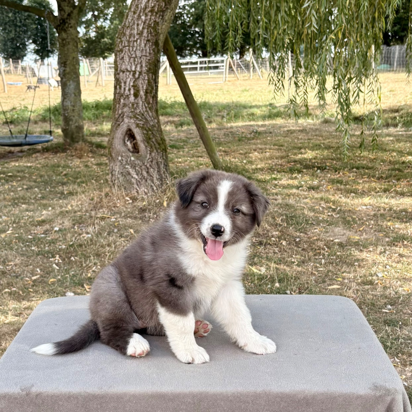 Des Bergers De Maestro - Chiots disponibles - Berger Australien