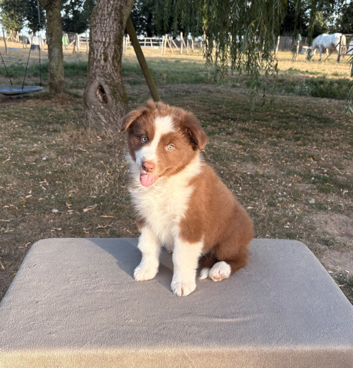Des Bergers De Maestro - Chiots disponibles - Berger Australien