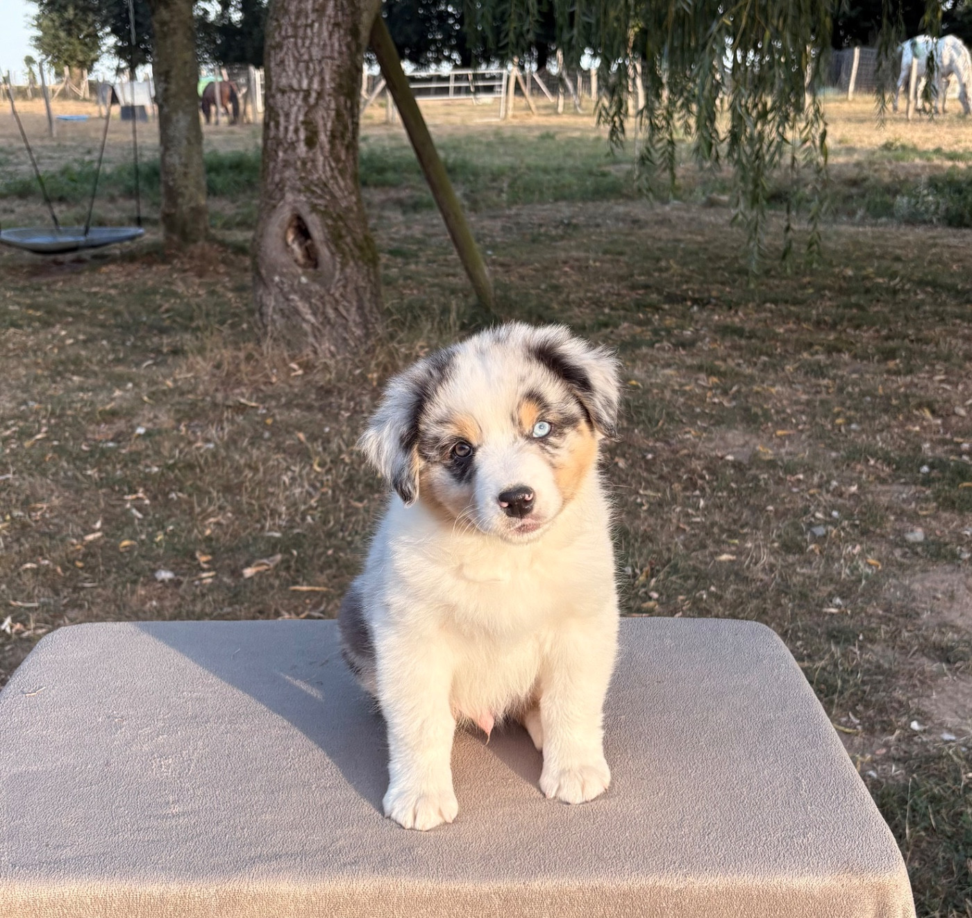 Des Bergers De Maestro - Chiots disponibles - Berger Australien