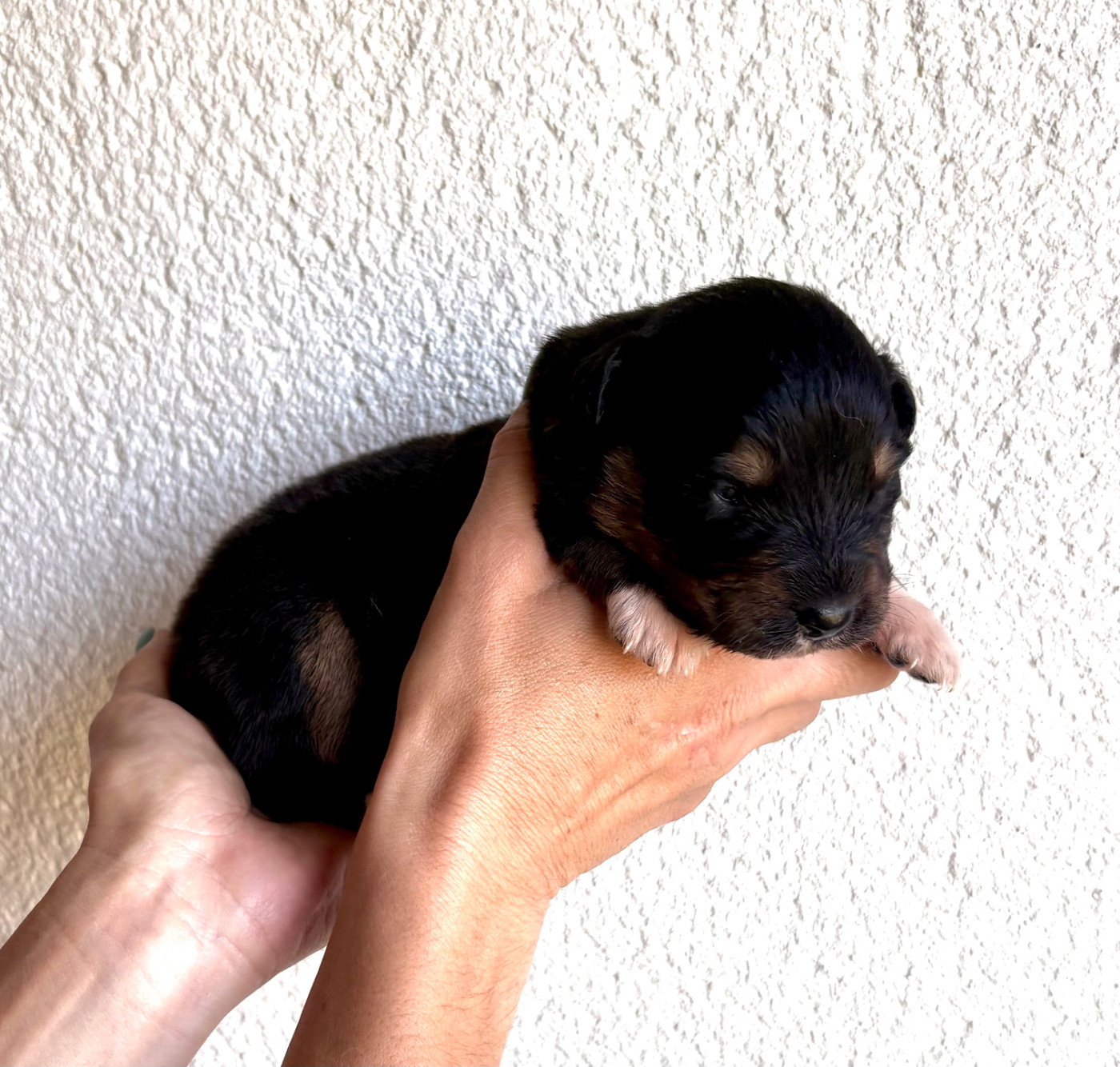 Des Bergers De Maestro - Chiots disponibles - Berger Australien