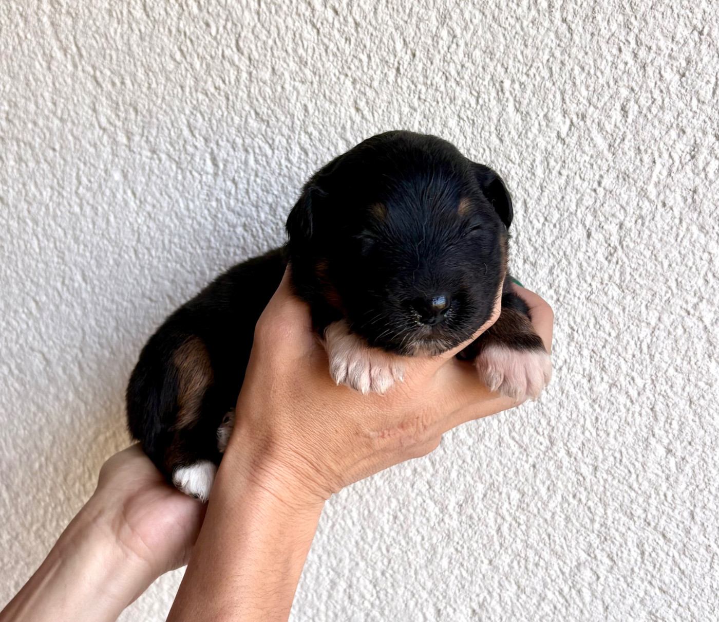 Des Bergers De Maestro - Chiots disponibles - Berger Australien