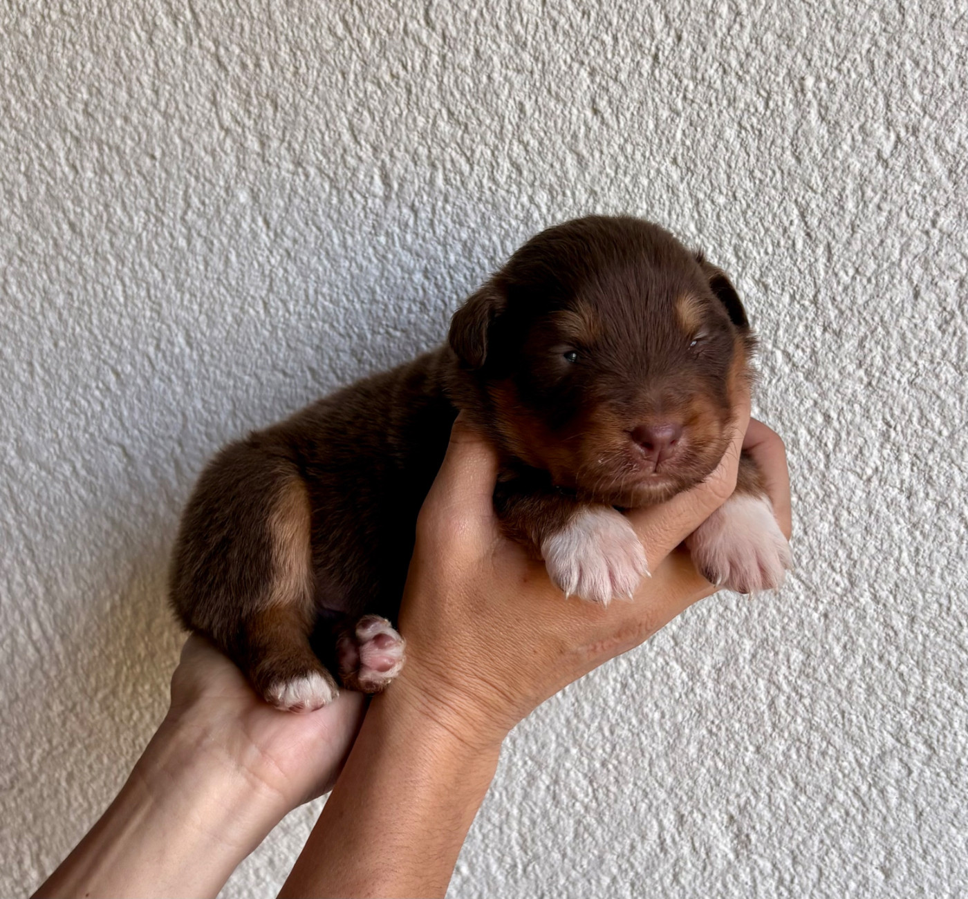 Des Bergers De Maestro - Chiots disponibles - Berger Australien