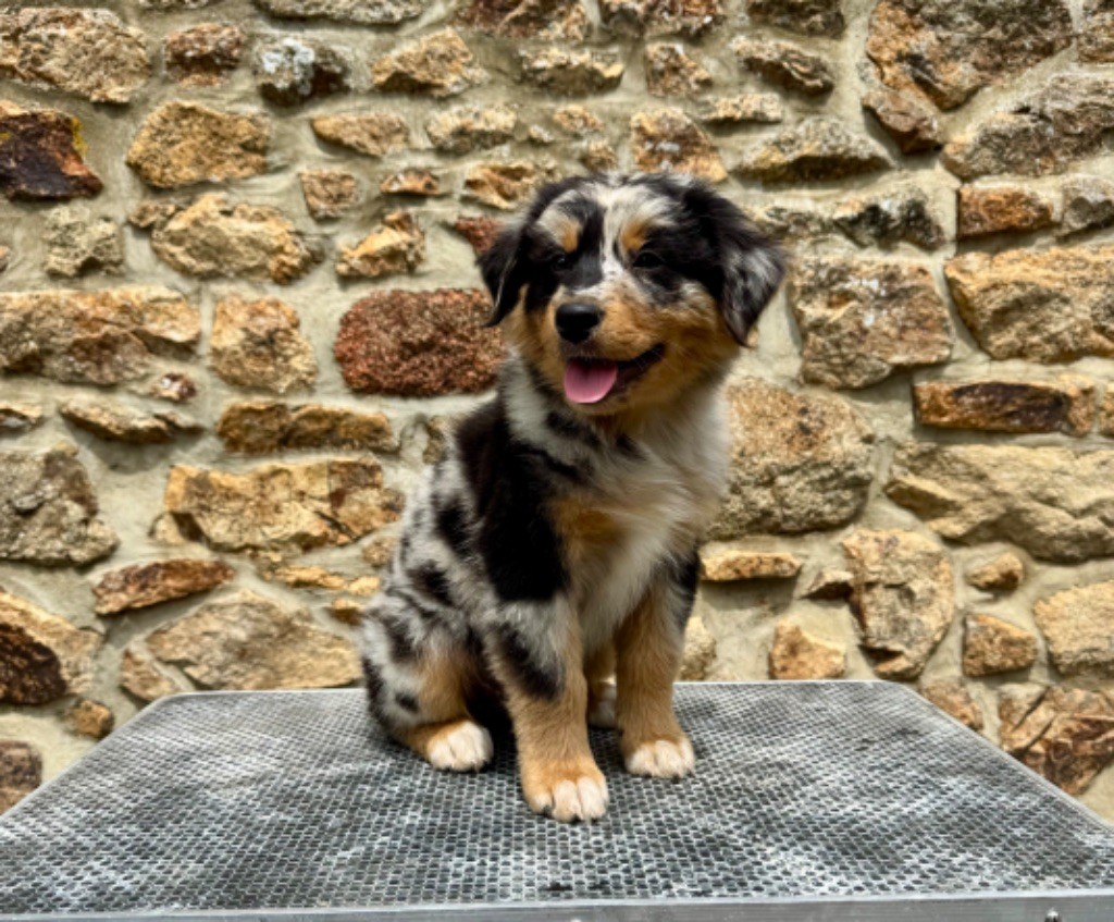 Des Bergers De Maestro - Chiots disponibles - Berger Australien