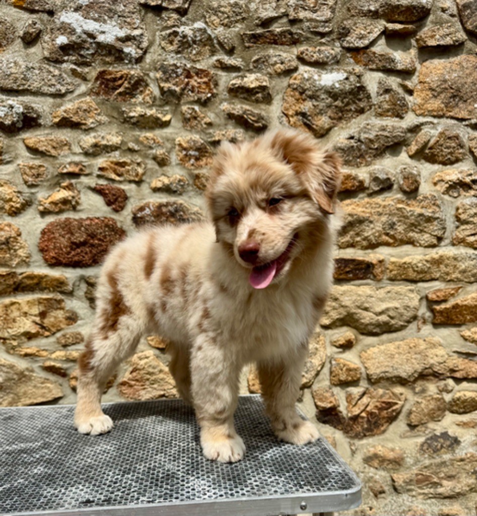 Des Bergers De Maestro - Chiots disponibles - Berger Australien