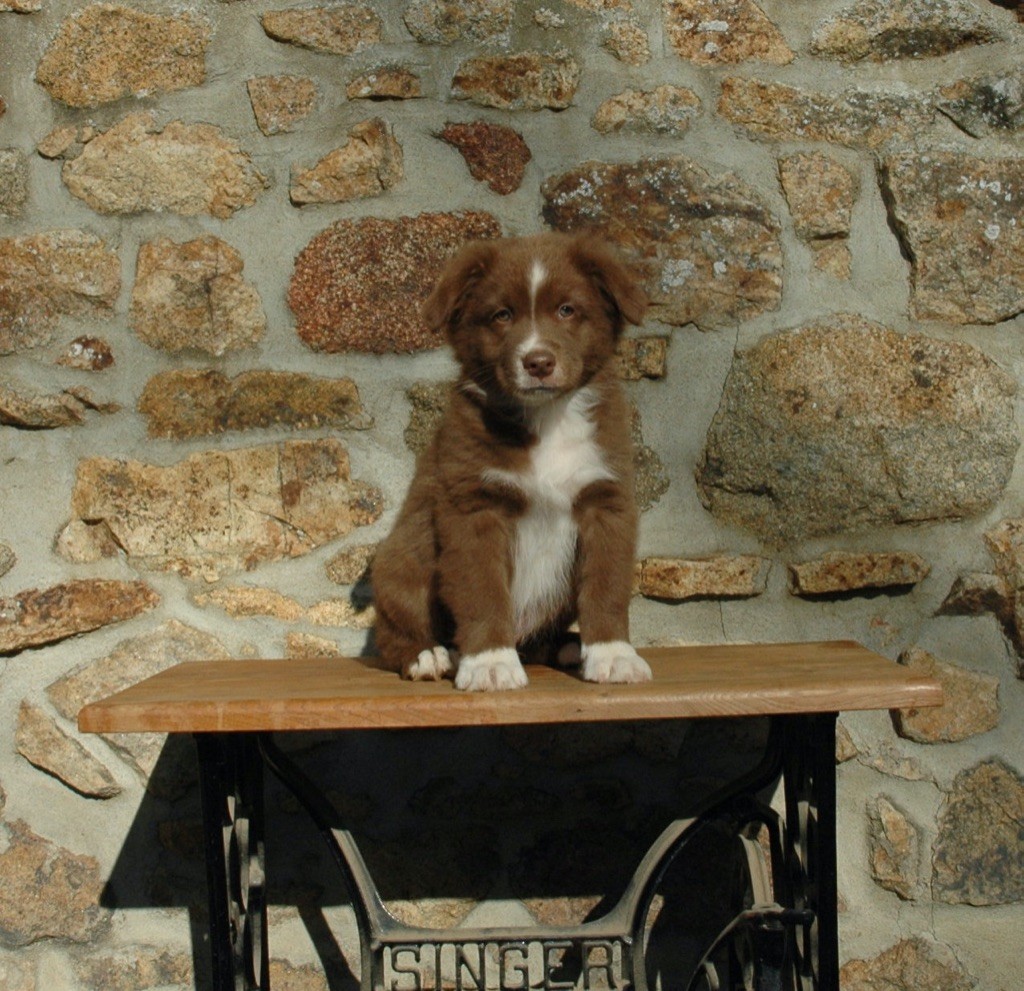 Des Bergers De Maestro - Berger Australien - Portée née le 14/09/2022