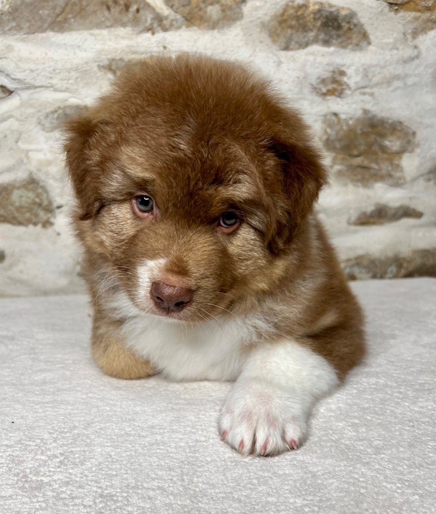 Des Bergers De Maestro - Berger Australien - Portée née le 10/09/2023