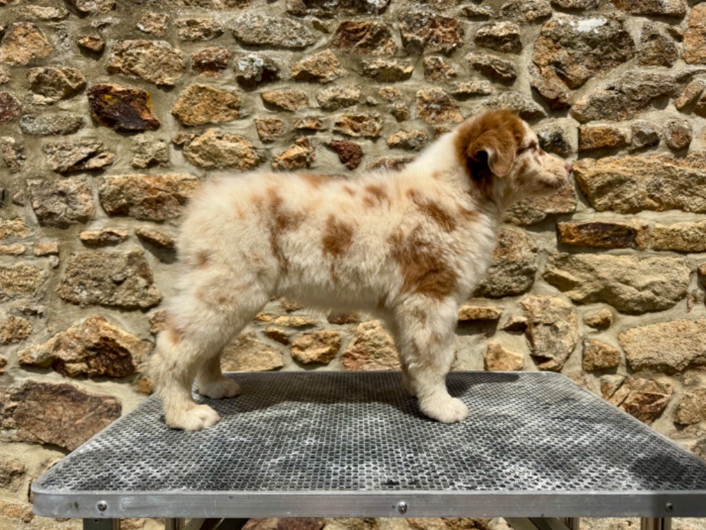 Des Bergers De Maestro - Chiots disponibles - Berger Australien