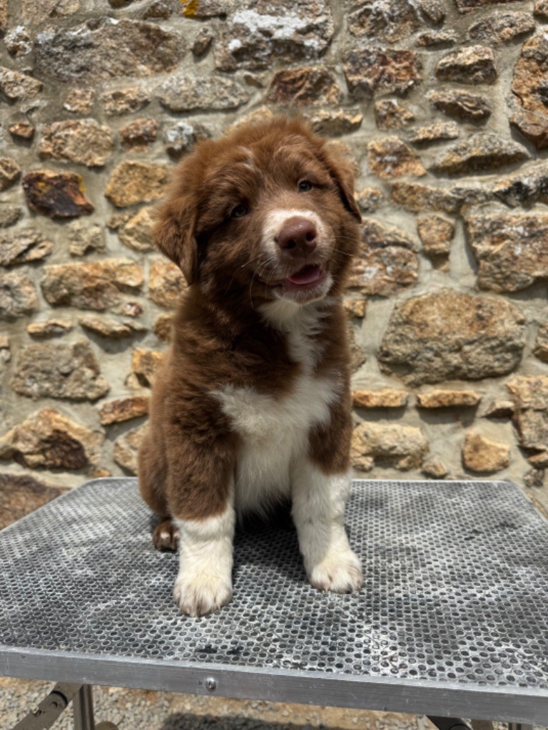 Des Bergers De Maestro - Chiots disponibles - Berger Australien
