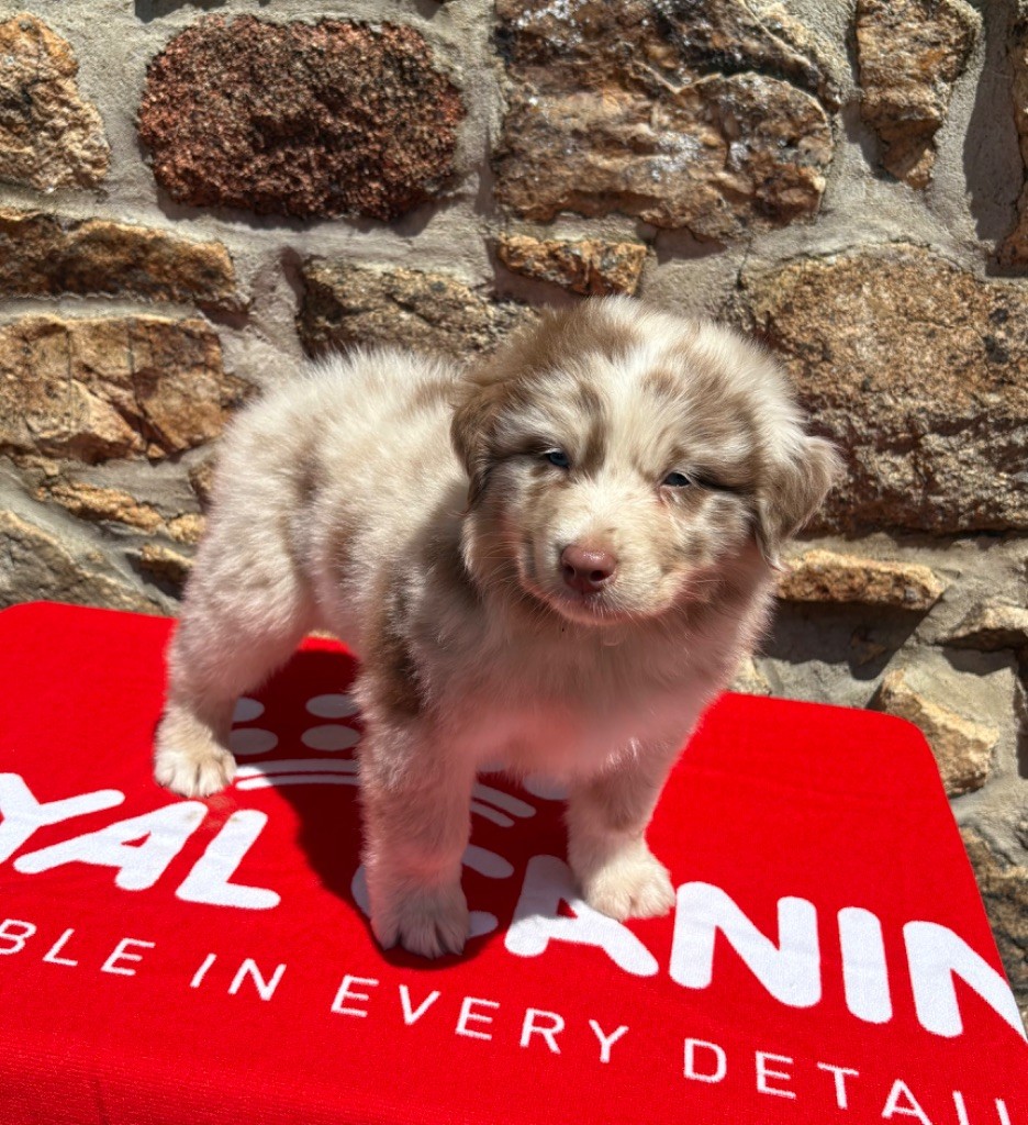 Des Bergers De Maestro - Chiots disponibles - Berger Australien