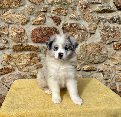 CHIOT