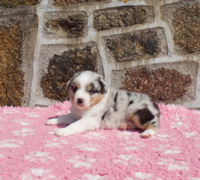 CHIOT 6
