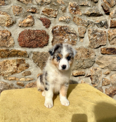 CHIOT