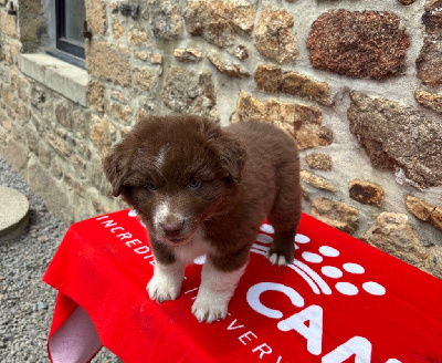 CHIOT 1