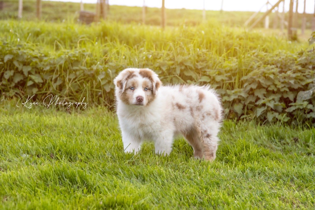 Des Bergers De Maestro - Berger Australien - Portée née le 09/02/2022