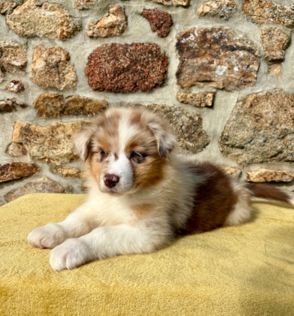 Des Bergers De Maestro - Chiots disponibles - Berger Australien