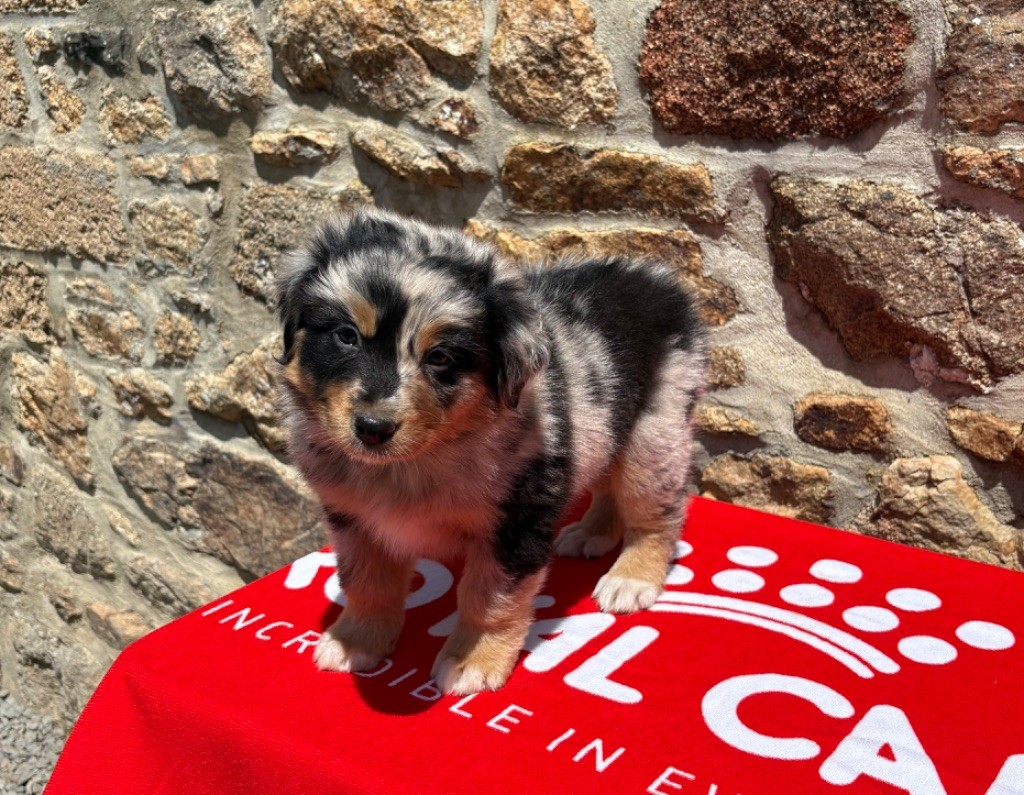Des Bergers De Maestro - Chiots disponibles - Berger Australien