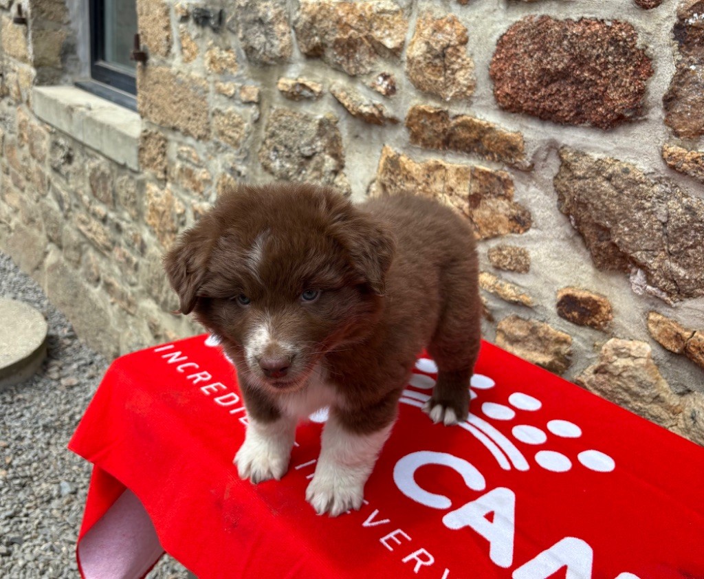 Des Bergers De Maestro - Chiots disponibles - Berger Australien