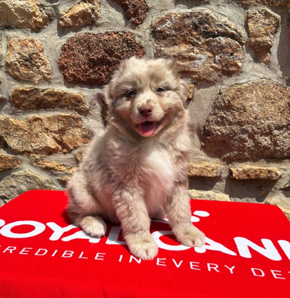 Des Bergers De Maestro - Chiots disponibles - Berger Australien